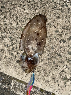 コウイカの釣果