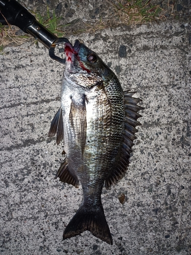 チヌの釣果