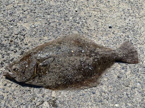 ヒラメの釣果