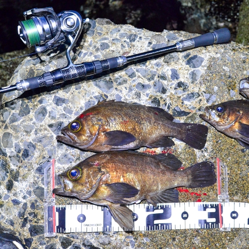 クロメバルの釣果