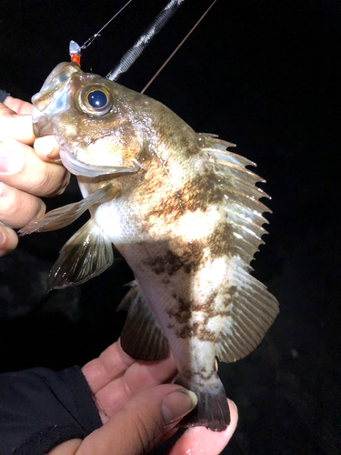 シロメバルの釣果