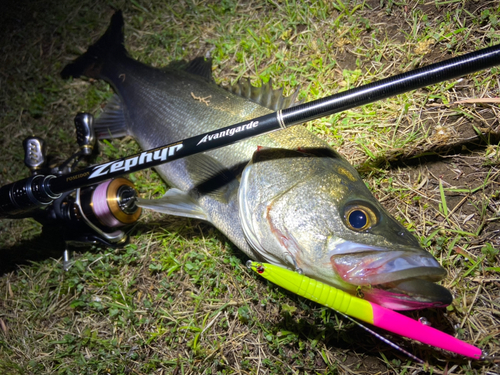 シーバスの釣果