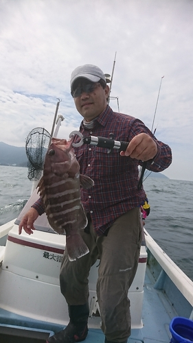 マハタの釣果