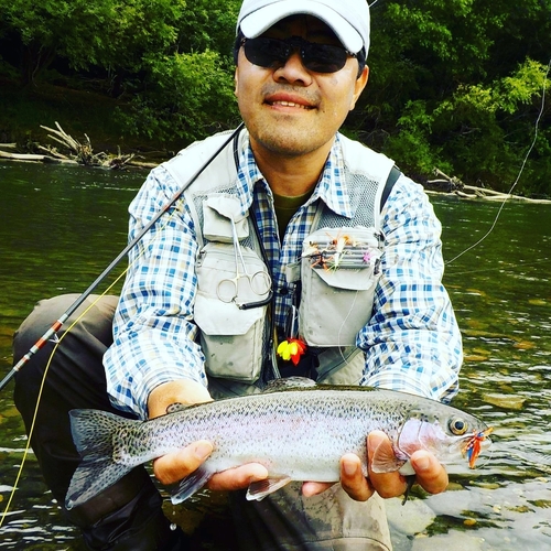 ニジマスの釣果