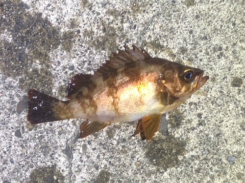 メバルの釣果