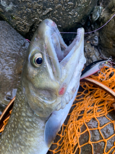 イワナの釣果