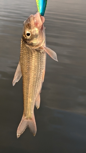 ニゴイの釣果