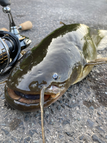 ナマズの釣果