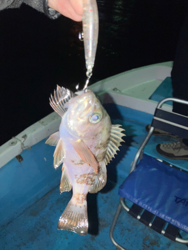 アカメバルの釣果