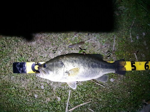 ブラックバスの釣果