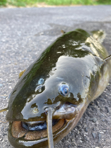 ナマズの釣果