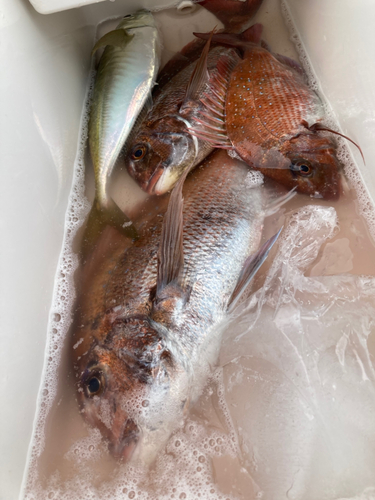 マダイの釣果