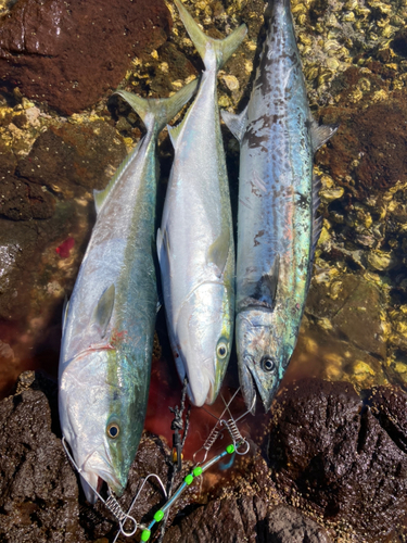 ヤズの釣果