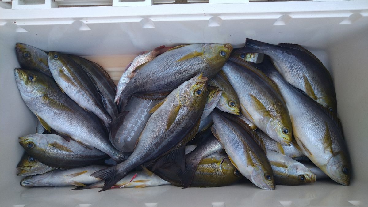 ちためっつさんの釣果 1枚目の画像