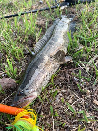 ライギョの釣果