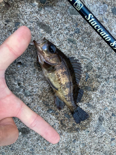 シロメバルの釣果