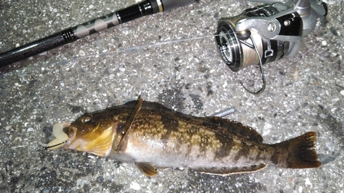 アイナメの釣果