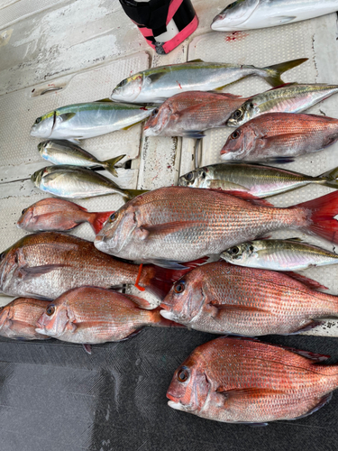 マダイの釣果