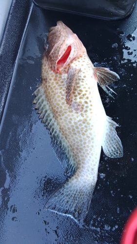 オオモンハタの釣果