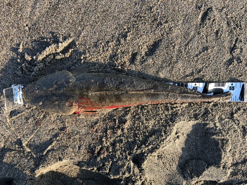 マゴチの釣果