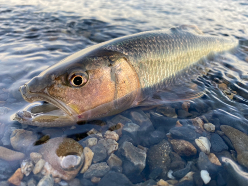 ケタバスの釣果