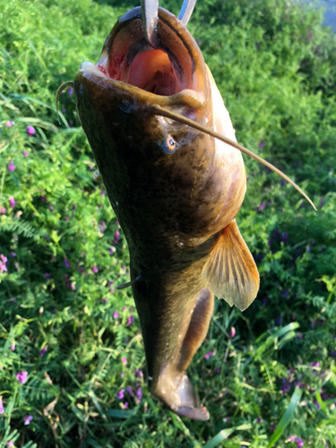 ナマズの釣果