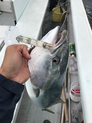 ワラサの釣果