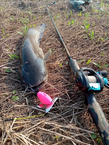 ナマズの釣果