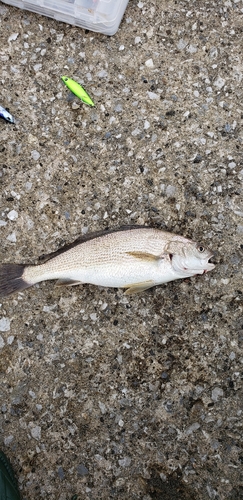 イシモチの釣果