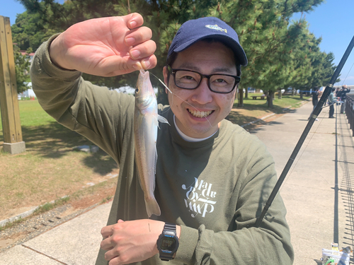 キスの釣果