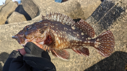 カサゴの釣果