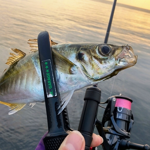 マアジの釣果