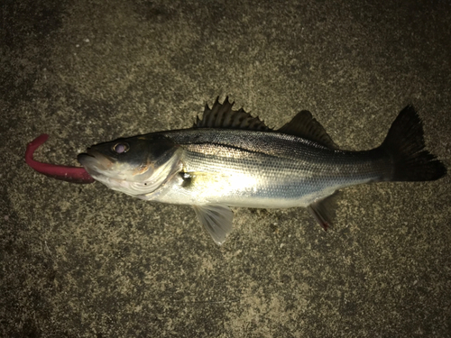 セイゴ（マルスズキ）の釣果