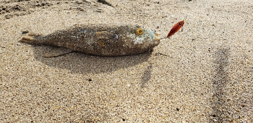 シマフグの釣果