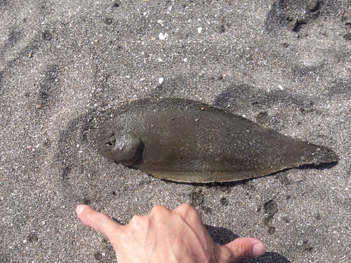 シタビラメの釣果