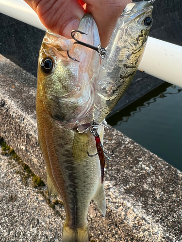 ブラックバスの釣果