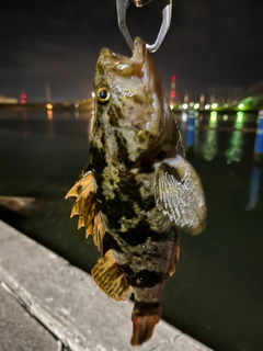 タケノコメバルの釣果