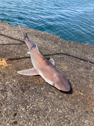 サメの釣果