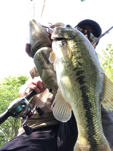 ブラックバスの釣果