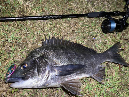 クロダイの釣果