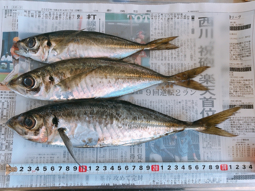 アジの釣果