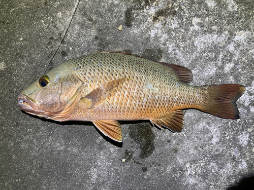 ゴマフエダイの釣果