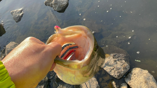 ブラックバスの釣果