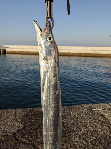 タチウオの釣果