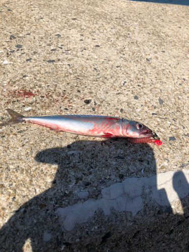 サバの釣果