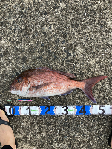 マダイの釣果