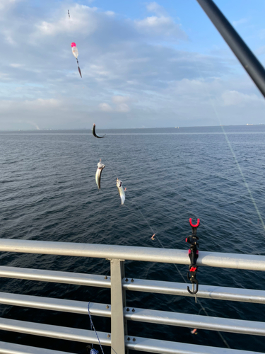 カタクチイワシの釣果