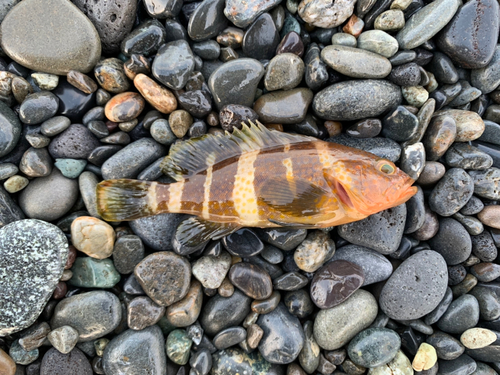 アオハタの釣果