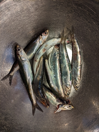 カタクチイワシの釣果