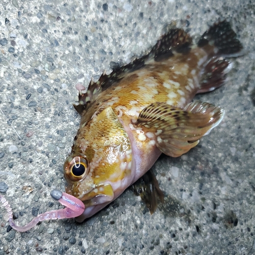 カサゴの釣果